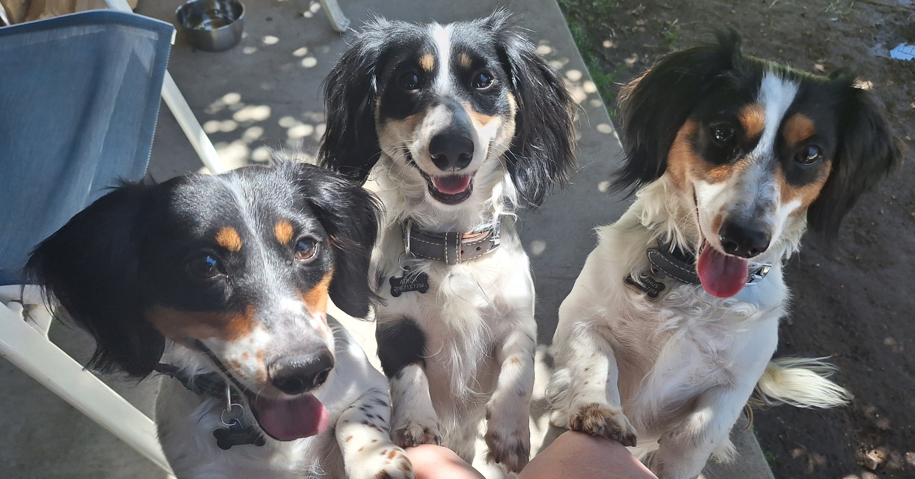 Three Dachshunds belonging to Poop Scoop Detail
